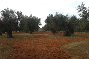 Fondo rustico "Portolano"