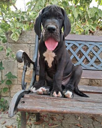 Cucciole femmine di alano nero