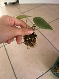 Set di piante per Calogero