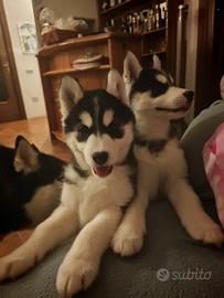 Cani husky siberian