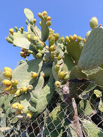 Appartamento a Noto Sicilia