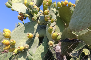 Appartamento a Noto Sicilia