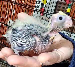 Calopsite da imbecco