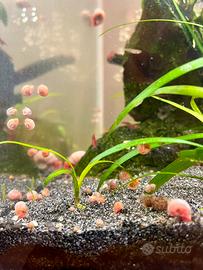 Lumache Planorbarius - Planorbelle