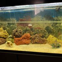 Acquario marino