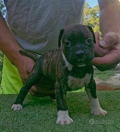Pitbull 