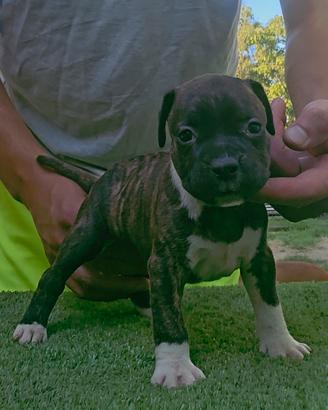 Pitbull 