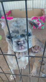 Buldog francese merlee blu