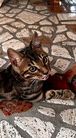 Cucciolo di Bengala