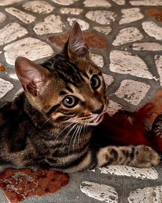 Cucciolo di Bengala