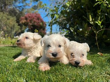 Schnauzer bianco