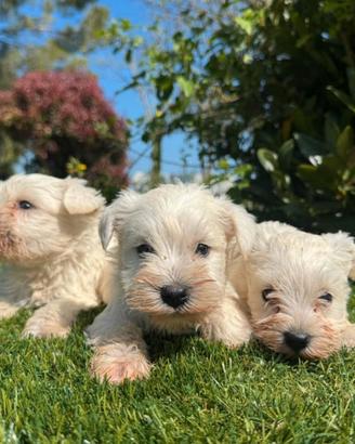 Schnauzer bianco
