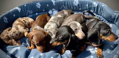 Cucciolata di bassotti merle M e F