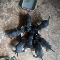 Cuccioli di jagd terrier di 60 giorni