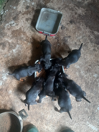 Cuccioli di jagd terrier di 60 giorni