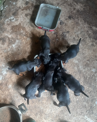 Cuccioli di jagd terrier di 60 giorni