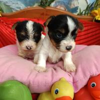 Di Taglia Piccola Biewer Yorkshire Terrier
