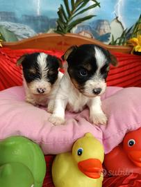 Di Taglia Piccola Biewer Yorkshire Terrier