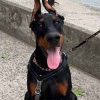 Cuccioli dobermann con pedigree