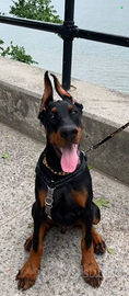 Cuccioli dobermann con pedigree