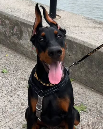 Cuccioli dobermann con pedigree