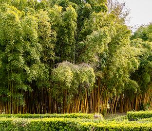 Bambù Aurea Il Fascino Verde che Arreda gli Spazi