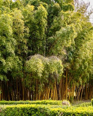 Bambù Aurea Il Fascino Verde che Arreda gli Spazi