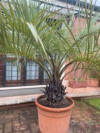 palme dactilifera