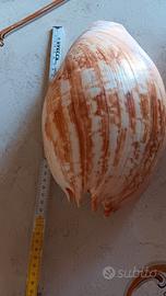 conchiglia naturale grande, Melo