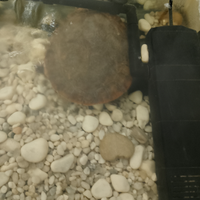 Tartaruga ventre rosso collo corto