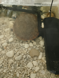 Tartaruga ventre rosso collo corto