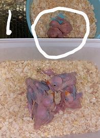 Parrocchetto dal collare viola cleartail