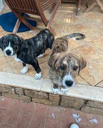 Cuccioli di due mesi