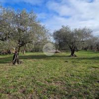TER. AGRICOLO A CASTEL SANT'ELIA