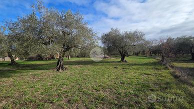 TER. AGRICOLO A CASTEL SANT'ELIA