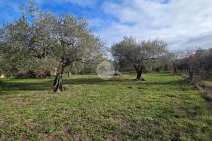 TER. AGRICOLO A CASTEL SANT'ELIA
