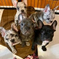 Cuccioli Bulldog Francese