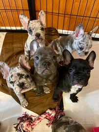 Cuccioli Bulldog Francese