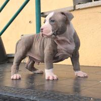 Super cucciolo pitbull