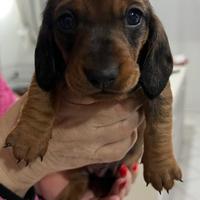 Bassotti kaninchen