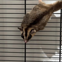 Petauro dello zucchero