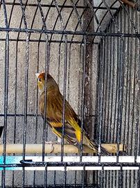 Ibrido Cardellino balcanico