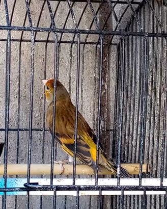 Ibrido Cardellino balcanico