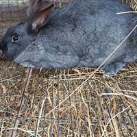 Coniglio femmina gravida