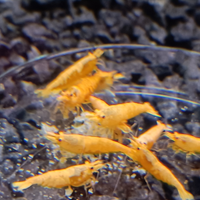 Neocaridina Davidi Orange "Pumpkin"