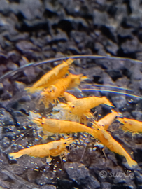 Neocaridina Davidi Orange "Pumpkin"