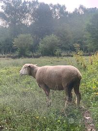 Pecore Ile de France