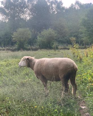Pecore Ile de France