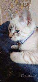 Gattino siamese tradizionale thai