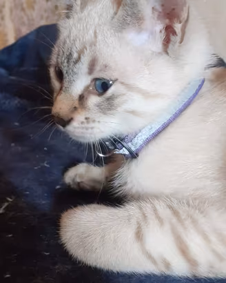 Gattino siamese tradizionale thai